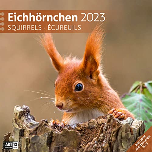 Eichhörnchen 2023, Wandkalender / Broschürenkalender im Hochformat (aufgeklappt 30x60 cm) - Geschenk-Kalender mit Monatskalendarium zum Eintragen