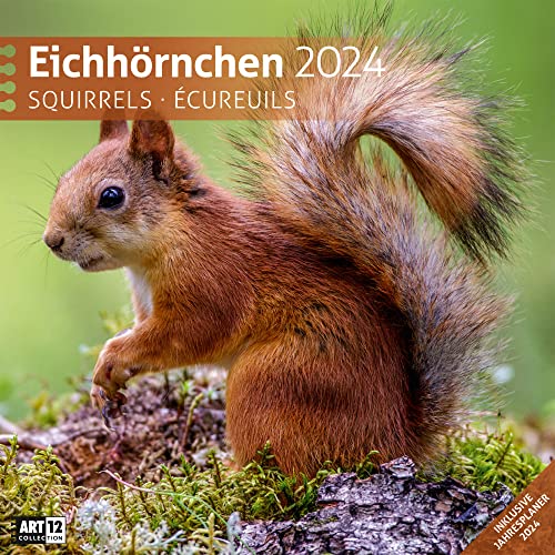 Eichhörnchen 2024, Wandkalender / Broschürenkalender im Hochformat (aufgeklappt 30x60 cm) - Geschenk-Kalender mit Monatskalendarium zum Eintragen